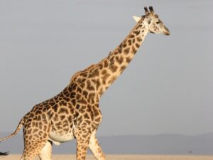 Gerald the intergalactic giraffe audio single