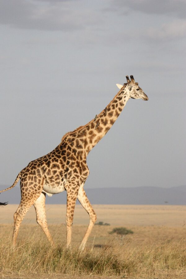 Gerald the intergalactic giraffe audio single